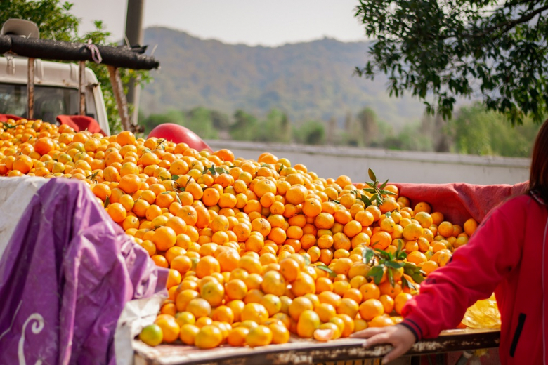 В Абхазии серьёзно снизится урожай мандаринов